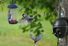 Bird Feeder Cameras