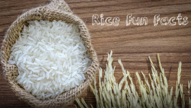 interesting or funny facts about rice