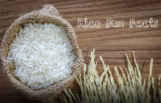 interesting or funny facts about rice